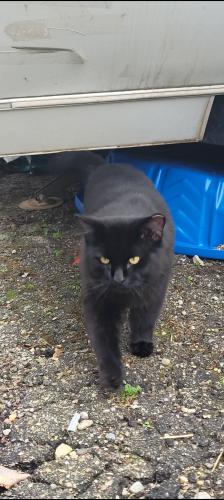 Lost Male Cat last seen 9 mile and old alpine, Alpine Township, MI 49321