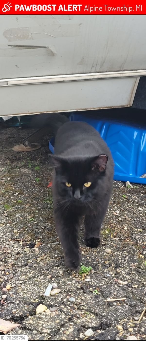 Lost Male Cat last seen 9 mile and old alpine, Alpine Township, MI 49321