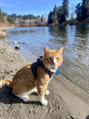 Lost Male Cat last seen 239th st , Maple Valley, WA 98038