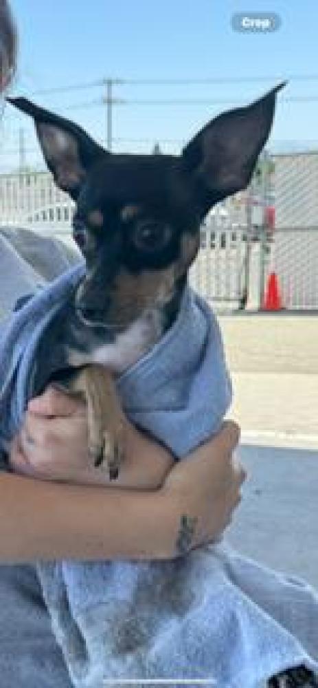 Shelter Stray Female Dog last seen BRUNDAGE LN, BAKERSFIELD CA 93304, Bakersfield, CA 93308