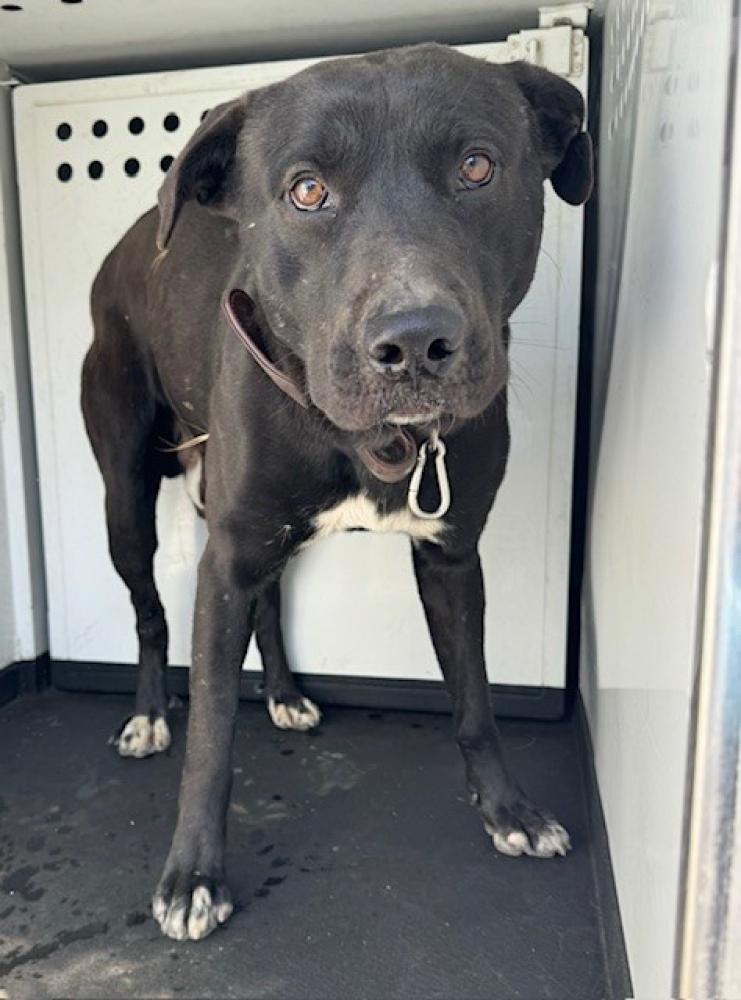 Shelter Stray Male Dog last seen Near BLK CHESTER AV. BAKERSFIELD, CA, Bakersfield, CA 93307