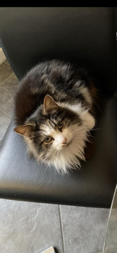 Lost Male Cat last seen Chapel View, Dukinfield, Greater Manchester, England SK16 5PP