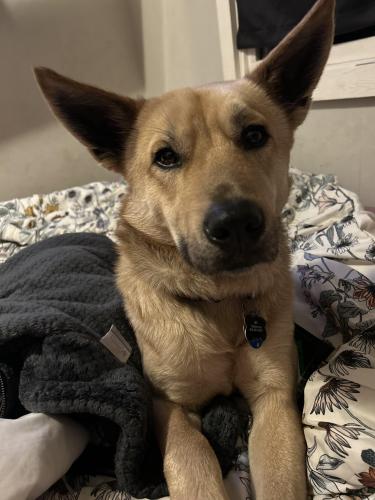 Lost Male Dog last seen Franklin/ross ave , Hamilton, OH 45013