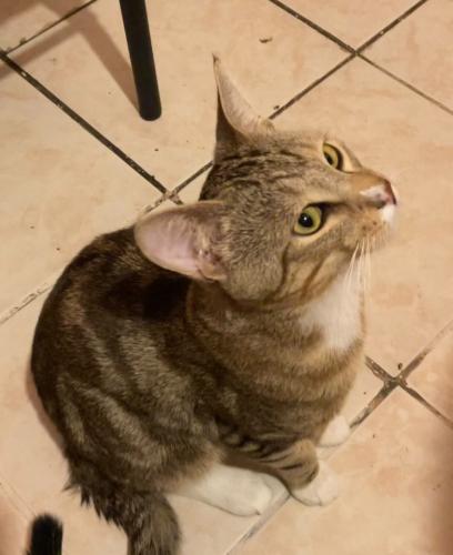 Lost Male Cat last seen 46th and western, Chicago, IL 60632