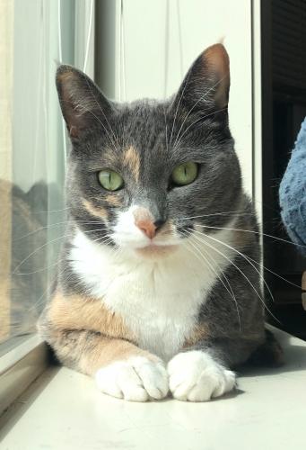 Lost Female Cat last seen Broadway & Table Mesa across from King Soopers. , Boulder, CO 80305