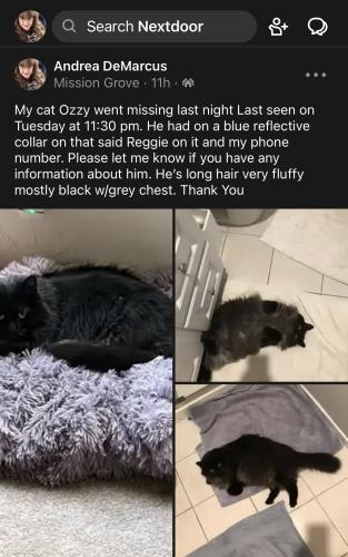 Lost Male Cat last seen Mission Grove /Port Royal Riverside Ca, Riverside, CA 92508
