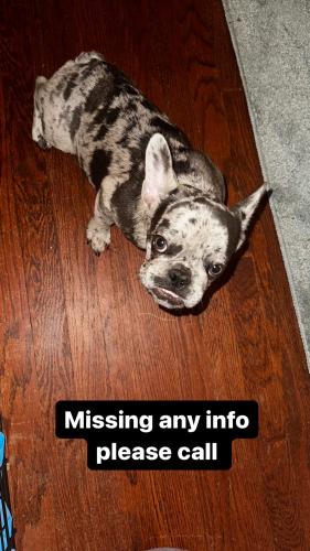 Lost Female Dog last seen 37th Roosevelt , Milwaukee, WI 53216