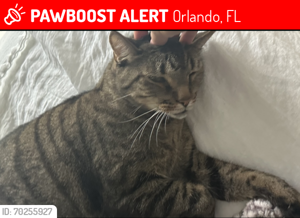 Lost Male Cat last seen Wetherbee rd, isle worth dr , Orlando, FL 32837