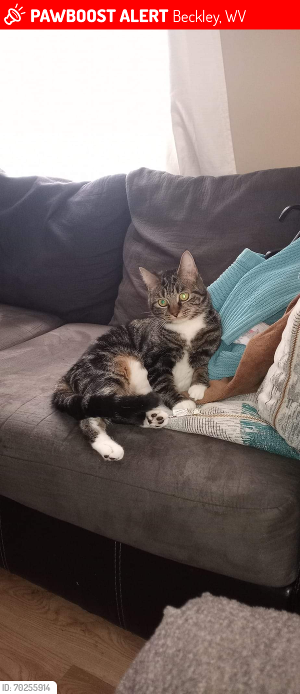 Beckley, WV Lost Female Cat, MIA Is Missing PawBoost