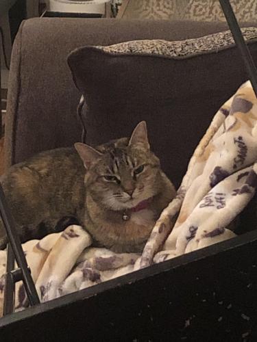 Lost Female Cat last seen Gigi Drive and Spout Springs Road, Flowery Branch, GA 30542