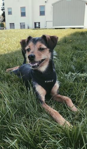 Lost Female Dog last seen SW 57th Ave and SW Skyline Ave, Portland, OR 97221