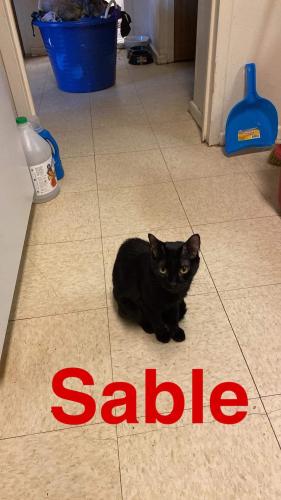 Lost Male Cat last seen Liberty Street, Schenectady, NY 12305