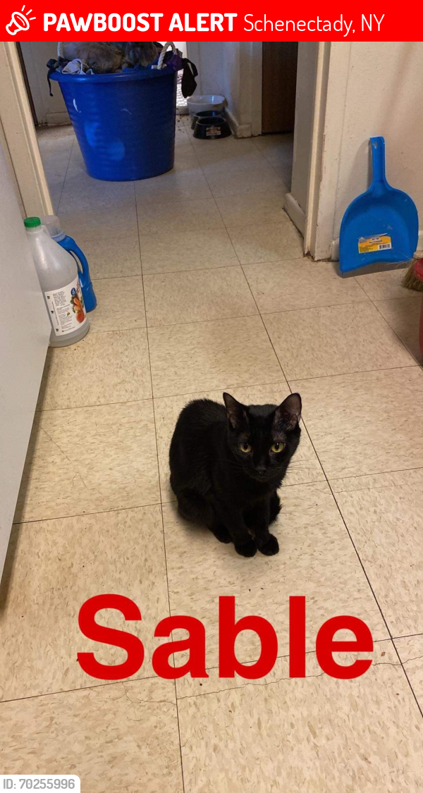 Lost Male Cat last seen Liberty Street, Schenectady, NY 12305