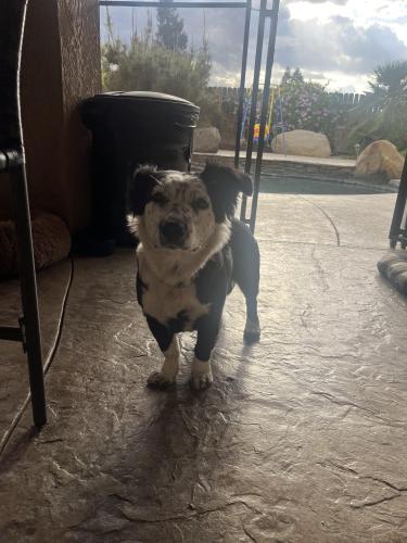 Lost Female Dog last seen Alluvial and Armstrong , Clovis, CA 93611