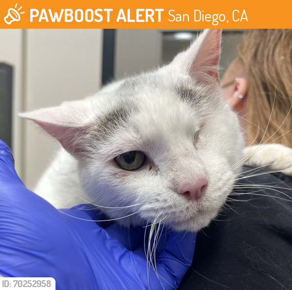 Shelter Stray Male Cat last seen found on side of N Mollison, El Cajon, CA, 92020, San Diego, CA 92110