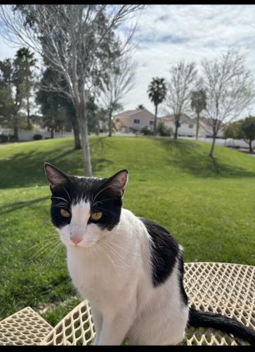 Lost Male Cat last seen Commerce between Revere and Centennial st, North Las Vegas, NV 89084