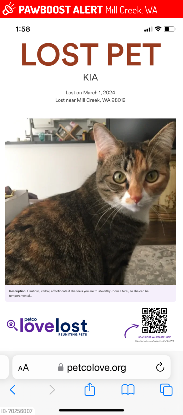 Lost Female Cat last seen 164th Street SE, Mill Creek, WA 98012