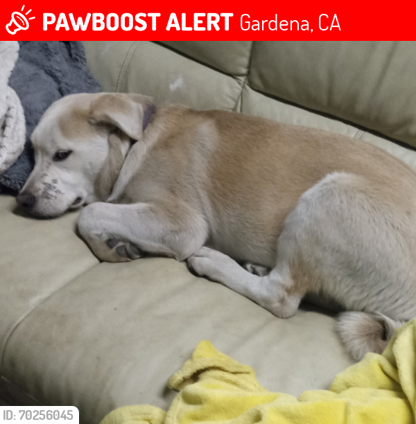 Lost Male Dog last seen Western Ave and rosecrans, Gardena, CA 90249