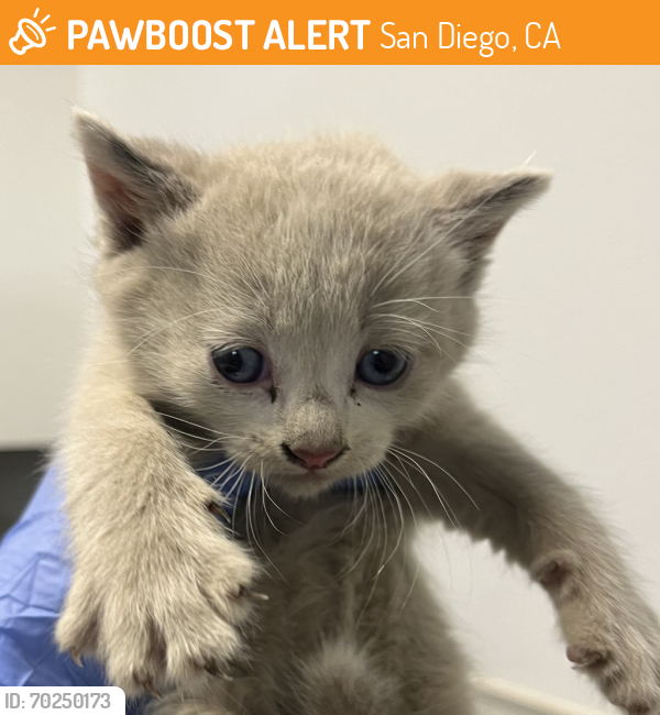 Shelter Stray Male Cat last seen Near Newton Avenue, San Diego, CA, 92113, San Diego, CA 92110