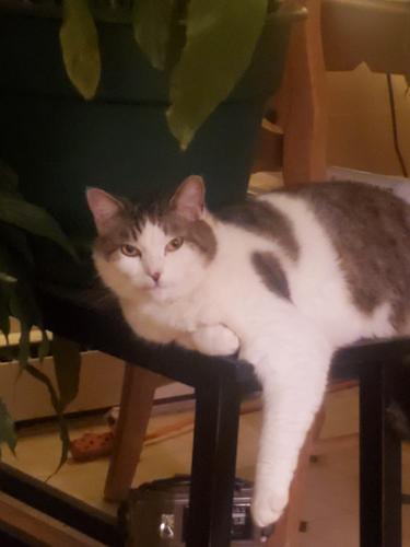 Lost Female Cat last seen onteora blvd at I-40 overpass and Broadview Dr., Asheville, NC 28803