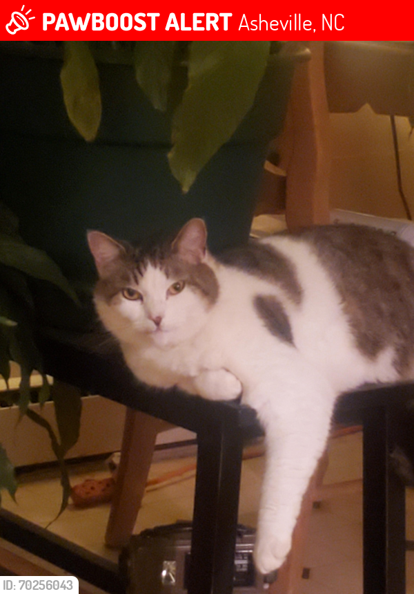 Lost Female Cat last seen onteora blvd at I-40 overpass and Broadview Dr., Asheville, NC 28803