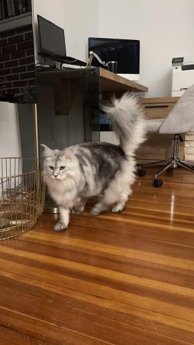 Lost Female Cat last seen 42st & 189st, Queens, NY 11358