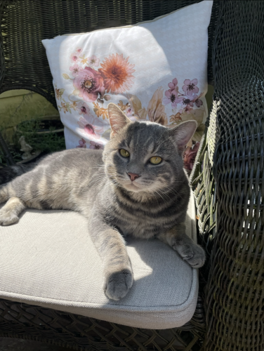 Lost Male Cat last seen General Wolfe Elementary School, Vancouver, BC V5V 1T3