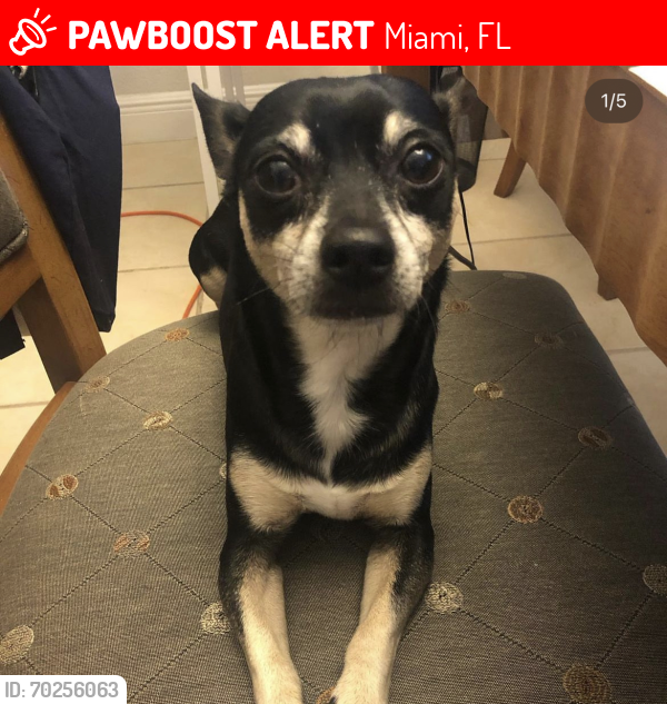 Lost Male Dog last seen Near street and 172 terr, Miami, FL 33187