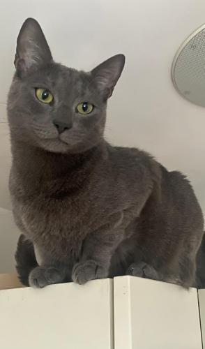 Lost Male Cat last seen Willifield Way, Greater London, England NW11 7XN