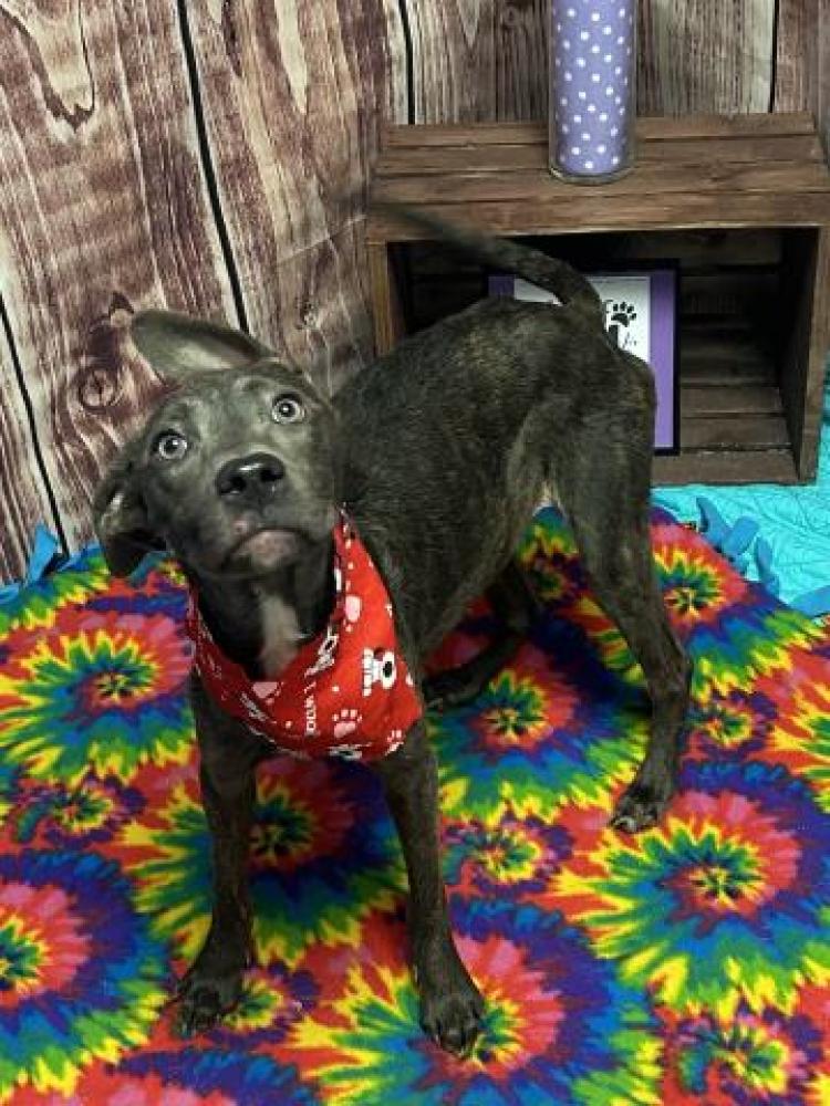 Shelter Stray Female Dog last seen Near BLOCK COLLINGHAM, DETROIT, MI 48205, Detroit, MI 48211