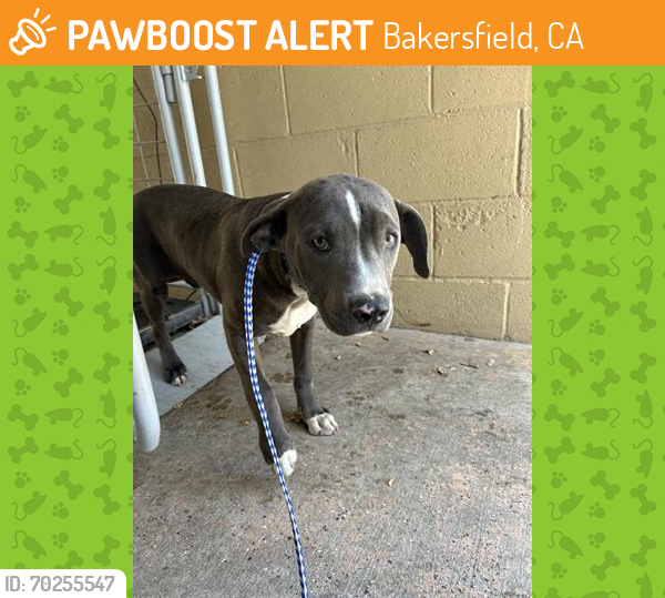 Shelter Stray Male Dog last seen Near BLK FELIZ DR, BAKERSFIELD, CA, Bakersfield, CA 93307
