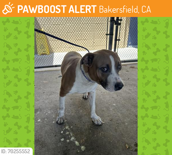 Shelter Stray Male Dog last seen Near BLK FELIZ DR, BAKERSFIELD, CA, Bakersfield, CA 93307