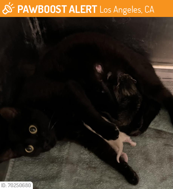 Shelter Stray Unknown Cat last seen , Los Angeles, CA 91405