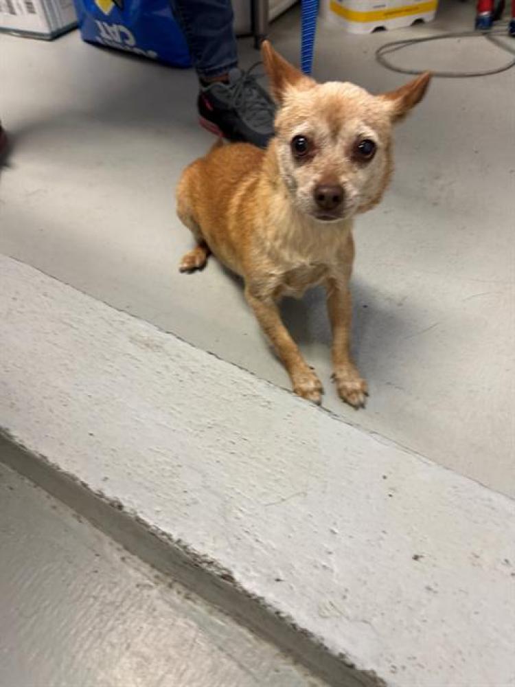 Shelter Stray Female Dog last seen OREGON/BAKER ST, BAKERSFIELD, CA, Bakersfield, CA 93307