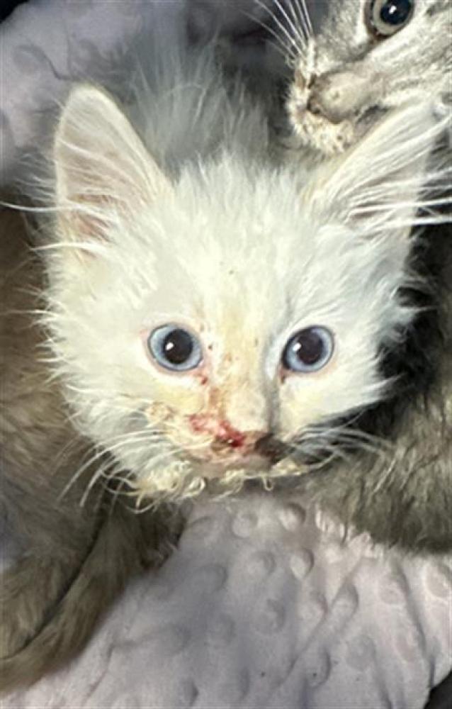 Shelter Stray Male Cat last seen Near BLOCK POULSEN WAY, BAKERSFIELD CA 93312, Bakersfield, CA 93308