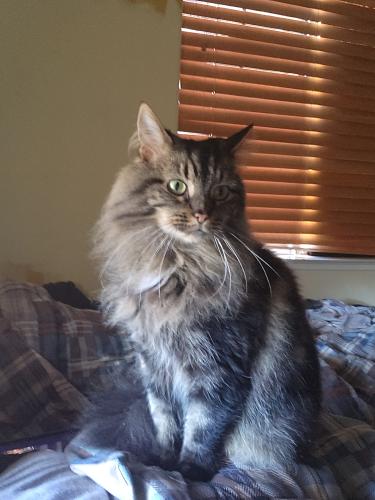 Lost Female Cat last seen Blue diamond and durango, Las Vegas, NV 89178