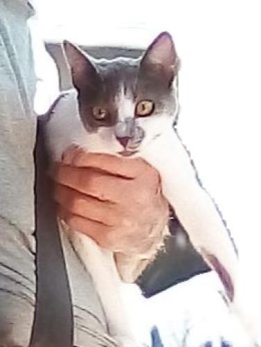 Lost Female Cat last seen Amyx Ct and Fairview Dr Hayward Ca, Hayward, CA 94542
