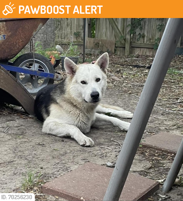 Shelter Stray Male Dog last seen , Dickinson, TX 77539