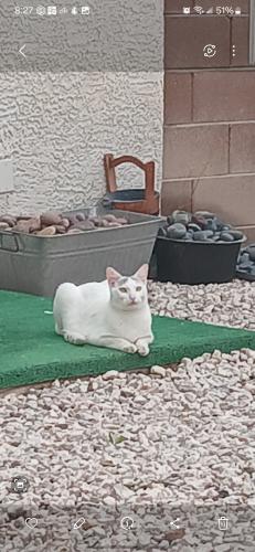 Lost Male Cat last seen Alexander and San Miguel, North Las Vegas, NV 89032