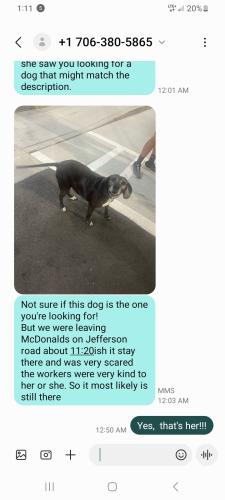 Lost Female Dog last seen McDonald's 5223 Jefferson Road, Athens, GA 30607, Athens, GA 30607