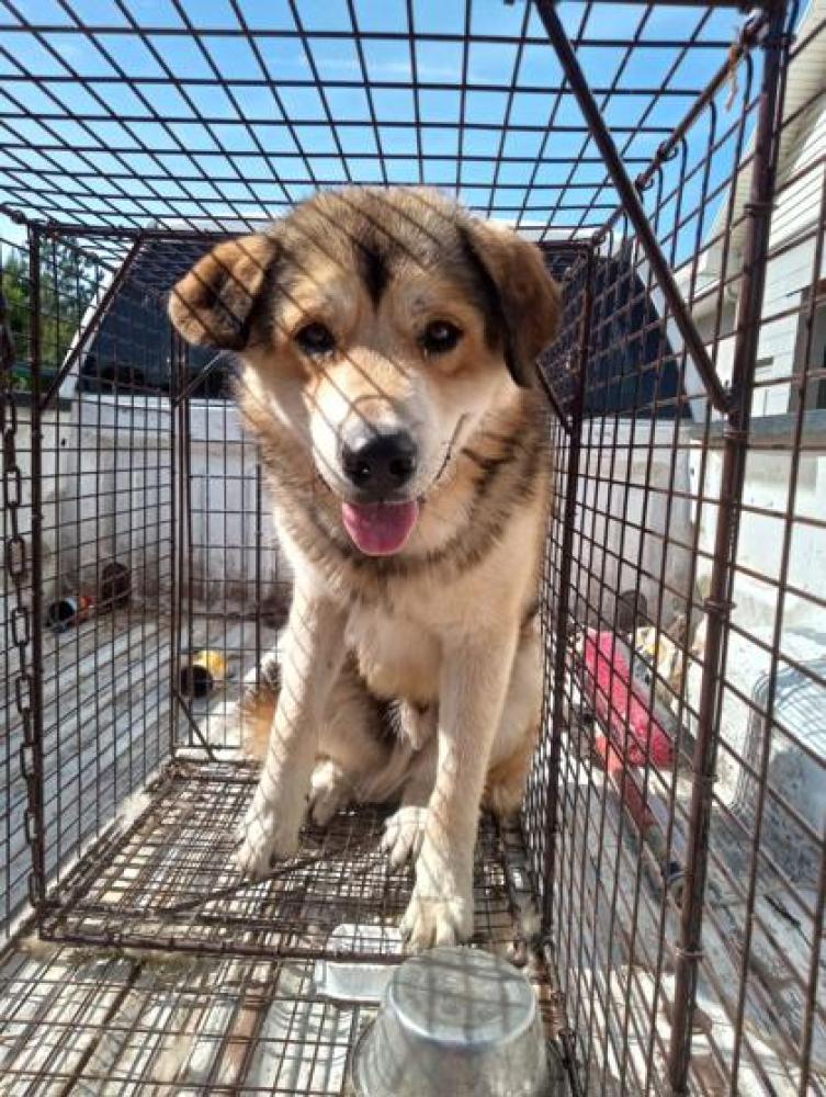 Shelter Stray Male Dog last seen Waco, GA 30182, Carrollton, GA 30117