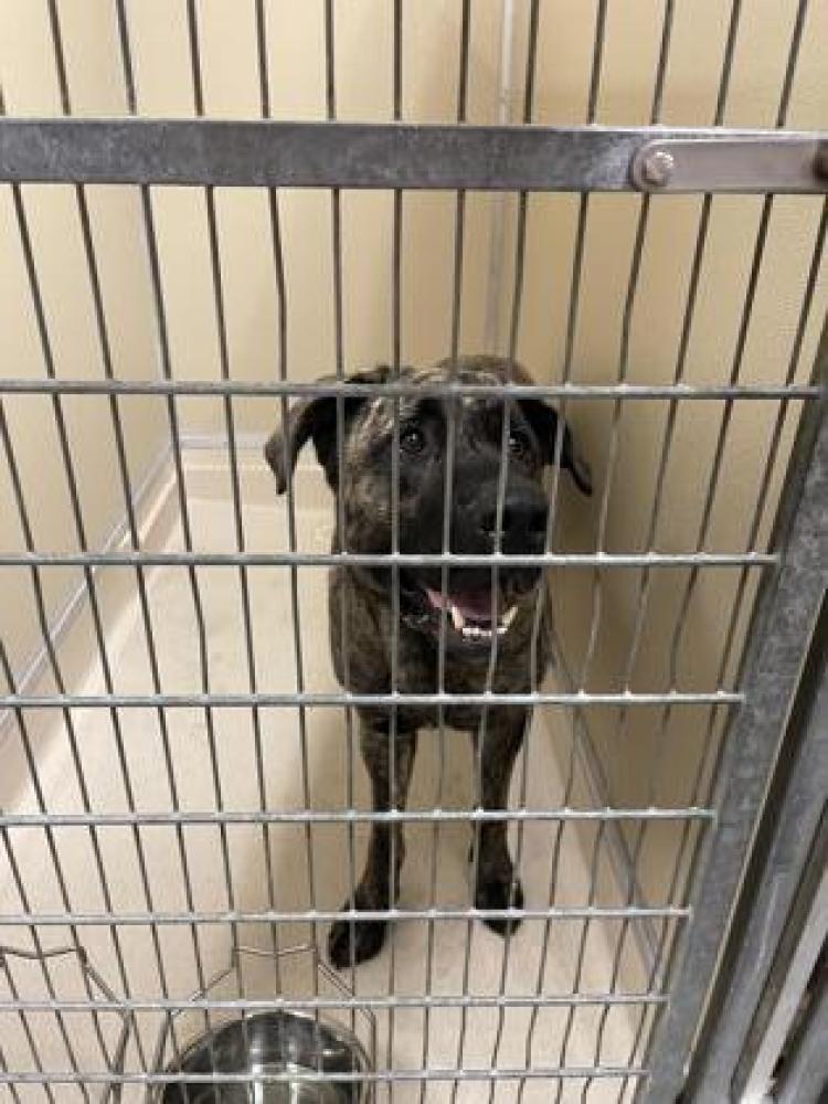 Shelter Stray Male Dog last seen Hamilton, OH 45011, West Chester Township, OH 45011