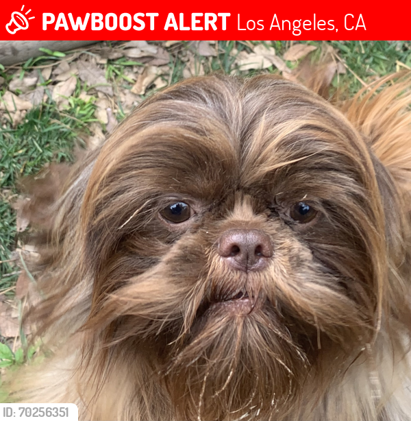 Lost Female Dog last seen Weddington and cedros, Los Angeles, CA 91404