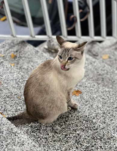 Lost Female Cat last seen Near rue naples, Montréal, QC H1S 1G8