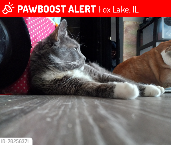 Lost Male Cat last seen Near Jamaica colony , Fox Lake, IL 60020
