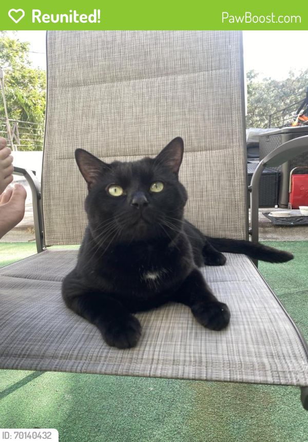 Reunited Male Cat last seen Monroe st & 20th Ave (downtown Hollywood), Hollywood, FL 33020