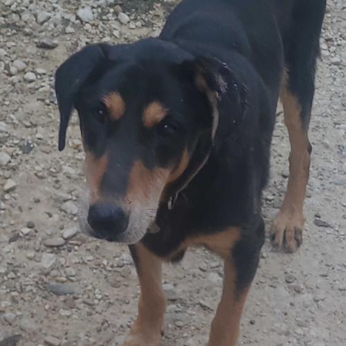 Lost Male Dog last seen Near wood loop, Cut and Shoot, TX 77303