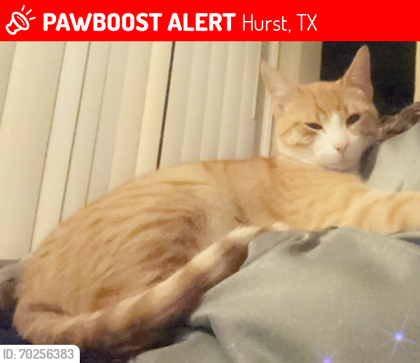Lost Male Cat last seen Brown trail , Hurst, TX 76054