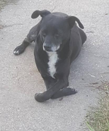 Lost Male Dog last seen Clark/Goliad, San Antonio, TX 78223