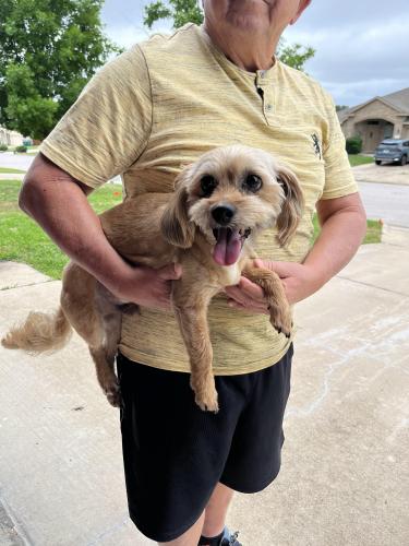 Lost Male Dog last seen Harker Heights , Harker Heights, TX 76548